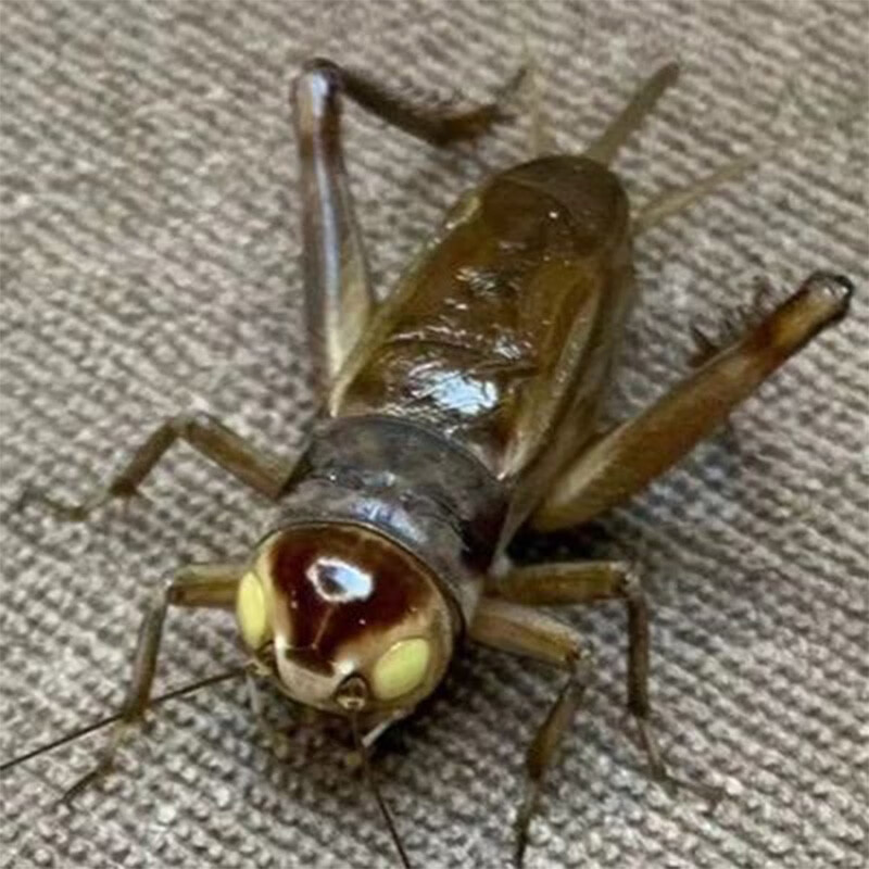 朴彩(pucai)鸣虫油葫芦黑虫活体天津缎青北京玉眼冰糖紫玉眼深紫玉眼