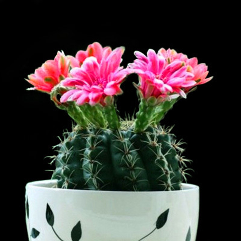 仟草集24款迷你仙人球 实生根 懒人易养护 多肉盆栽 多肉植物  不含盆