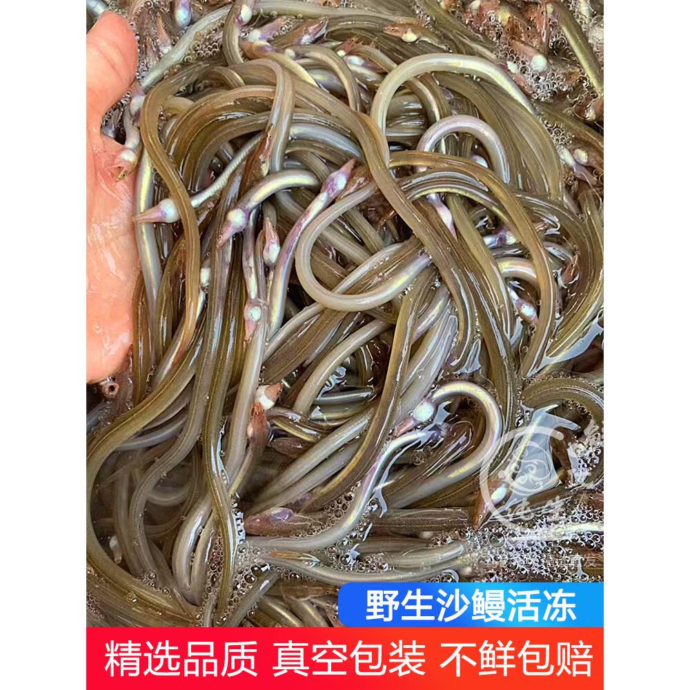 隽辰堂油筷鱼油鳗鱼鲜活速冻海捕筷子鱼油龙潮汕特产海鲜水产小沙鳗鱼