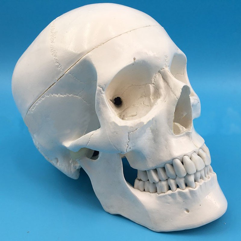 骷髅头模型头颅模型美术仿真彩色头颅骨标本模型可拆分大脑医学人 a款