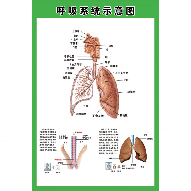 人体解剖图挂画 呼吸示意图医院人体解剖挂图肺部呼吸海报贴画展 呼吸