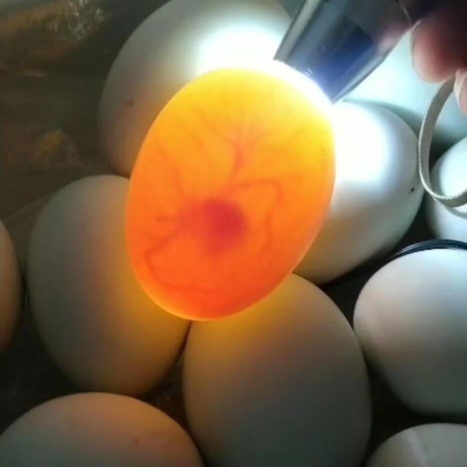 南辛种禽: poultry 行业的新气象