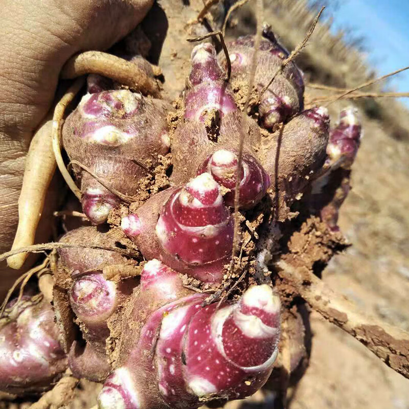 花姬云南天山雪莲果种球种子5斤装 现挖新鲜黄心雪莲果种子苗四季盆栽