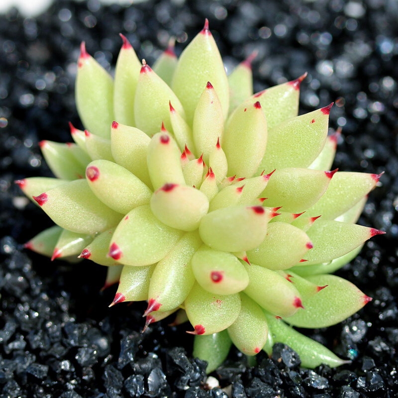 多肉植物组合盆栽创意礼物送友佳品好看鲜艳多肉小贵货缀化 虎鲸