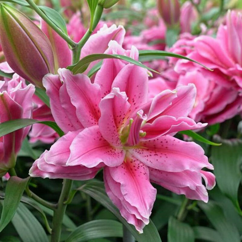 百萌希亚拉进口重瓣香水百合种球庭院阳台盆栽地栽多年生球根花卉3粒