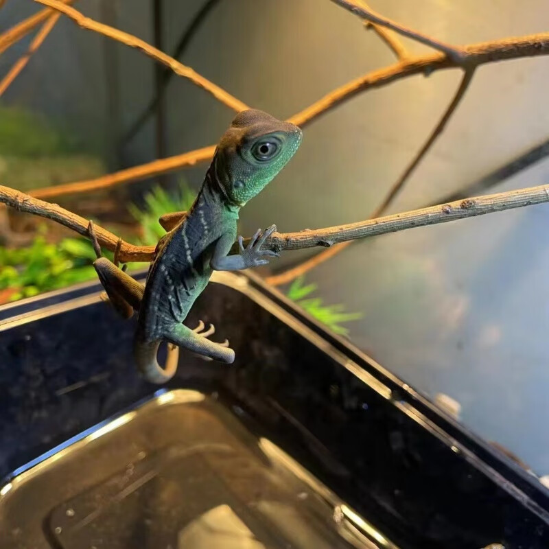 异宠活物幼崽幼体斑帆蜥白唇幼崽活宠爬宠宠物蜥蜴亚成水龙苗活体 亚