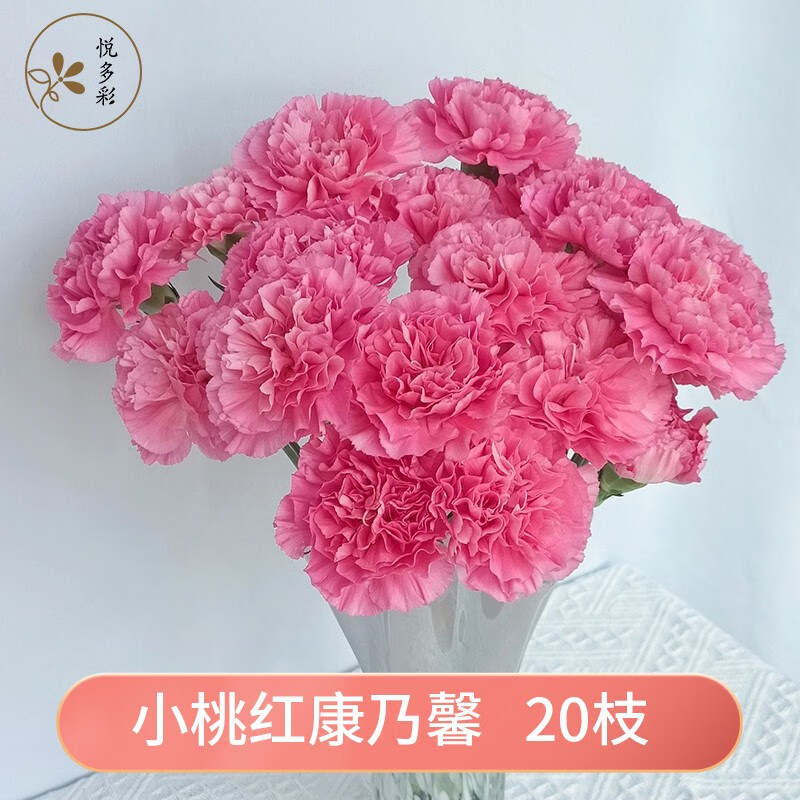 教师节家用办公室水培鲜切花 小桃红康乃馨18-20枝