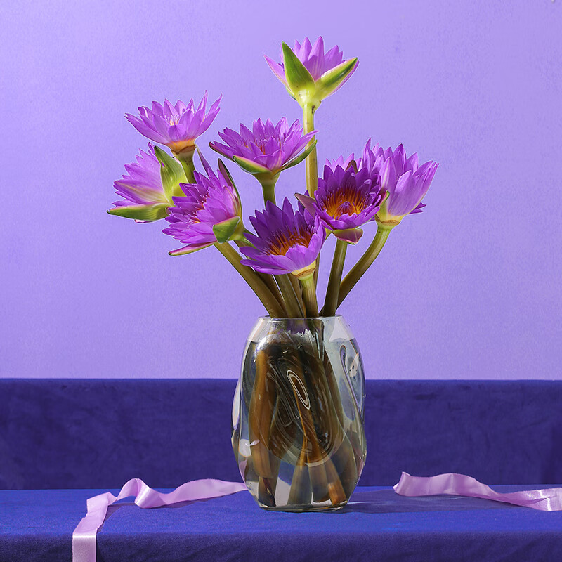 云选花礼紫色睡莲10枝产地直发夏季鲜花生活鲜花