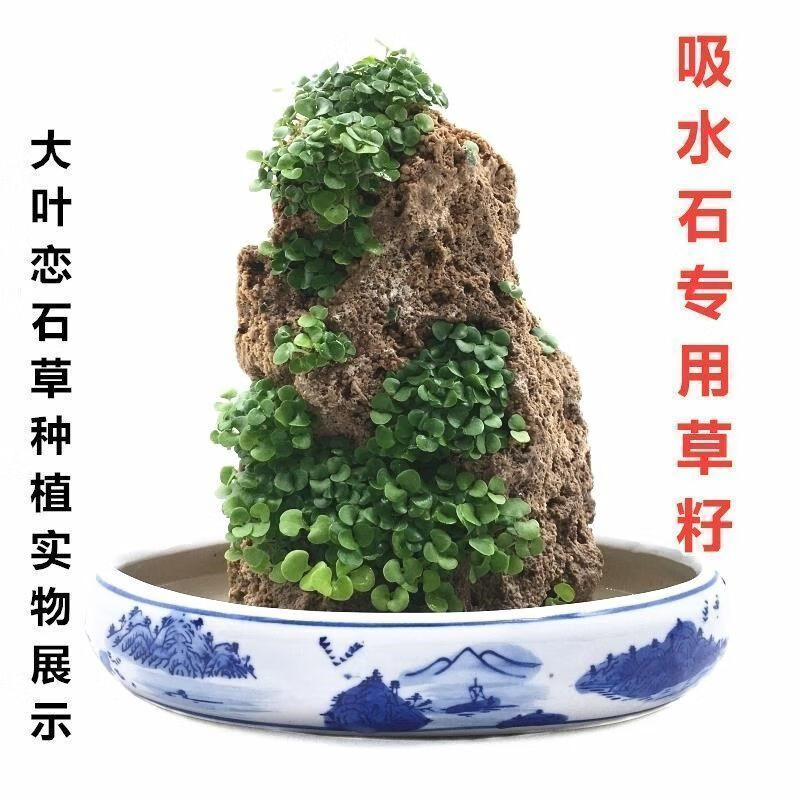 禾之润四季假山草种子 造盆景珍珠草种子 草籽上水石植物易活 恋石草
