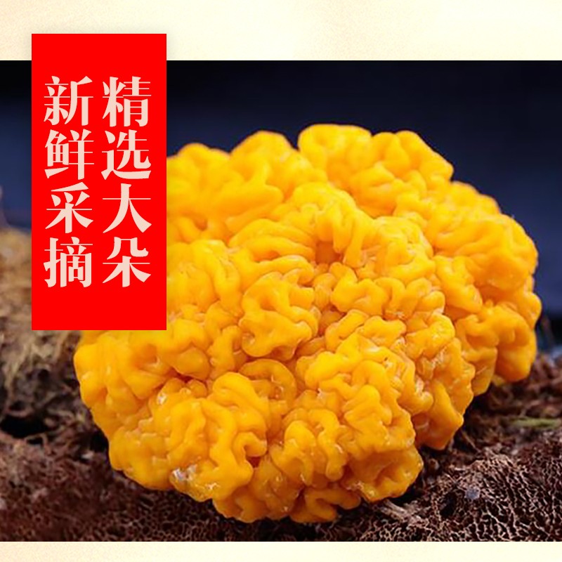 高原云品【新鲜金耳菌】新鲜菌菇  云南鲜菌菇 美食  新鲜速达 1000克