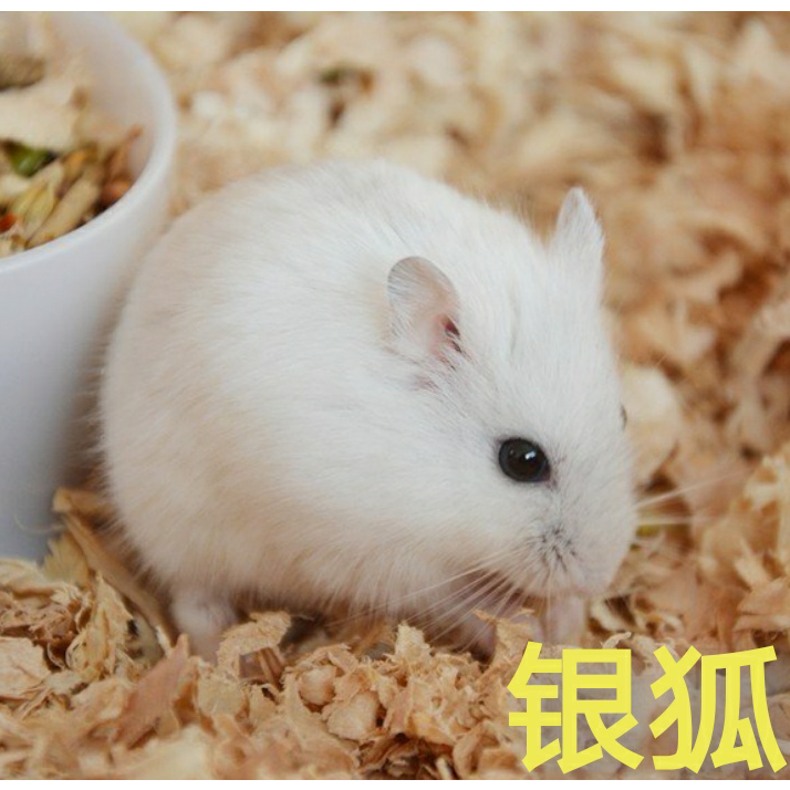 宠物小仓鼠公仔活的活物已打过疫苗一对一公一母布丁银狐三线老鼠