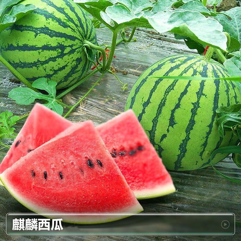 8424冰糖麒麟瓜甜王大西瓜秧苗南方阳台盆栽小西瓜苗 8424麒麟瓜(1棵)