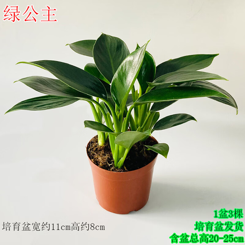 绿公主盆栽室内吸二手烟植物办公室客厅桌面绿植吸甲醛