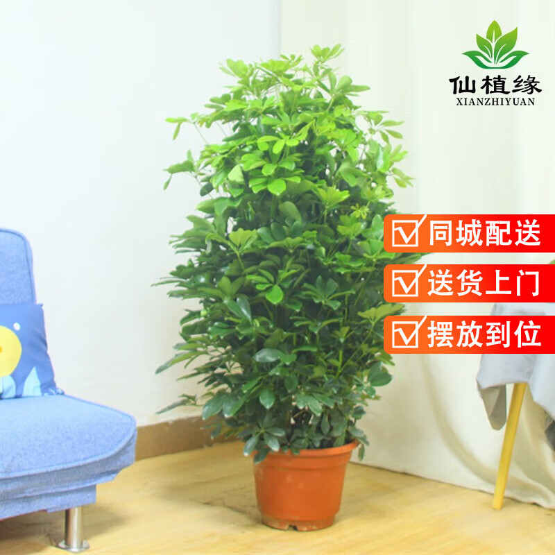 仙植缘鸭脚木八方来财大型盆栽室内外阳台观叶植物吸甲醛同城绿植 鸭脚木（原始盆）高1.3-1.4米高性价比高么？