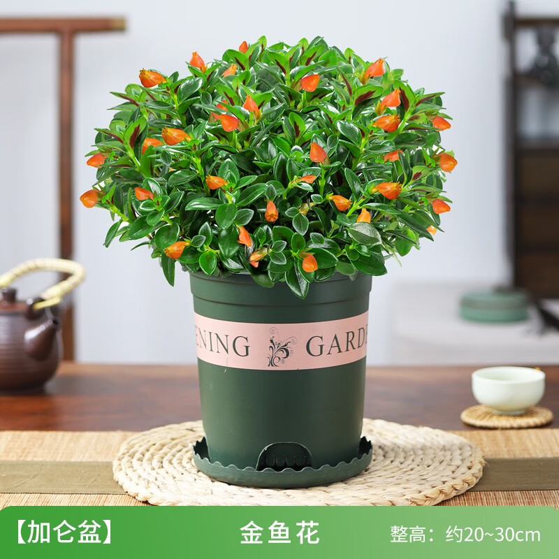 金魚花吊蘭盆栽綠植花卉室內(nèi)客廳辦公好養(yǎng)易活水土培耐旱四季開花 金魚花吊蘭（加侖盆） 含盆