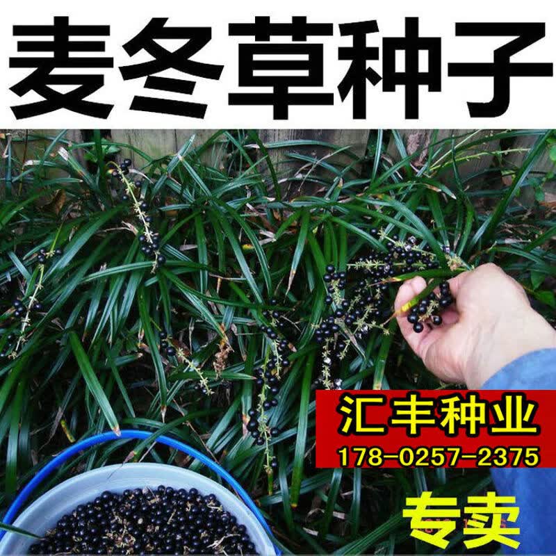 阳澄约定景区绿化常青草种细中叶麦冬宽阔叶麦冬草种子日本矮麦冬草