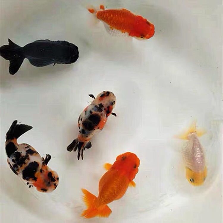 大脸兔兰寿金鱼精品淡水冷水活鱼观赏鱼 兰寿鱼苗4-6厘米3条