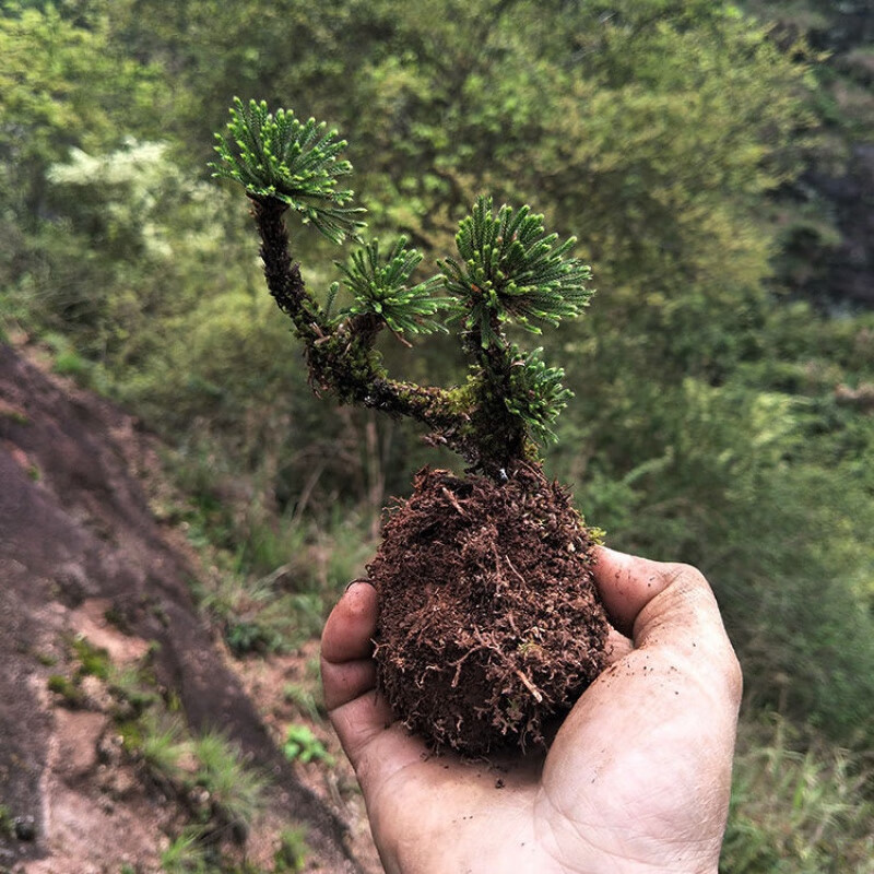 閔家山闵家山 野生卷柏盆栽九死还魂草小盆栽植物迷你绿叶植物四季