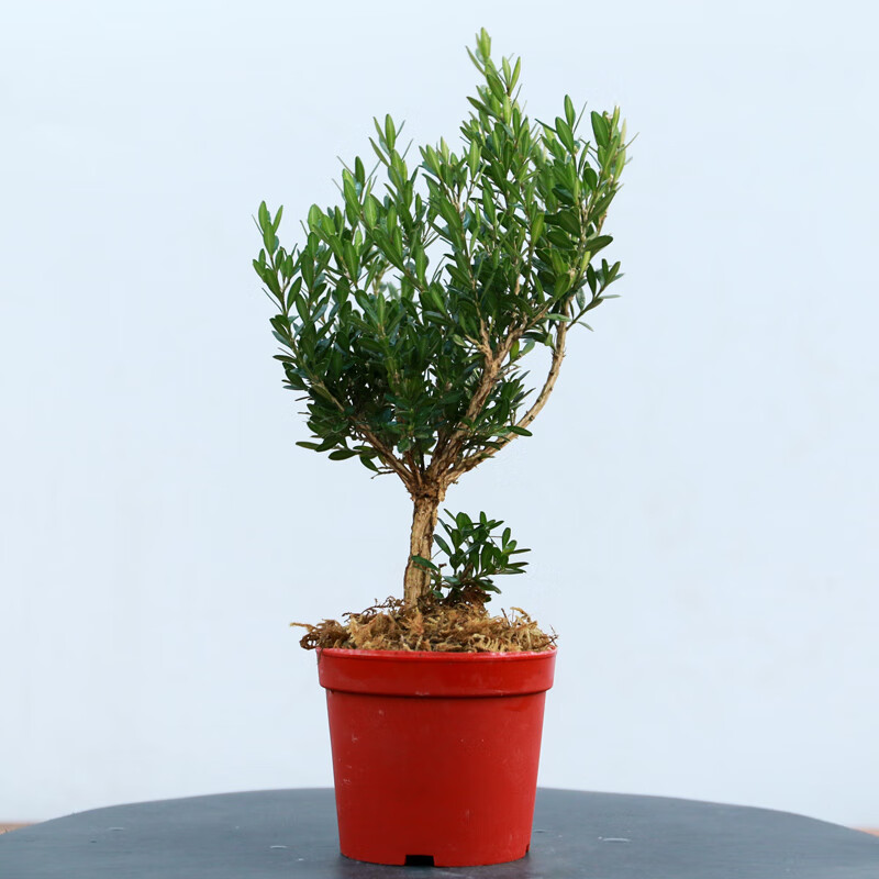 伊美花海小叶雀舌黄杨盆景精品老桩树苗造型绿植盆栽米叶珍珠麒麟百年