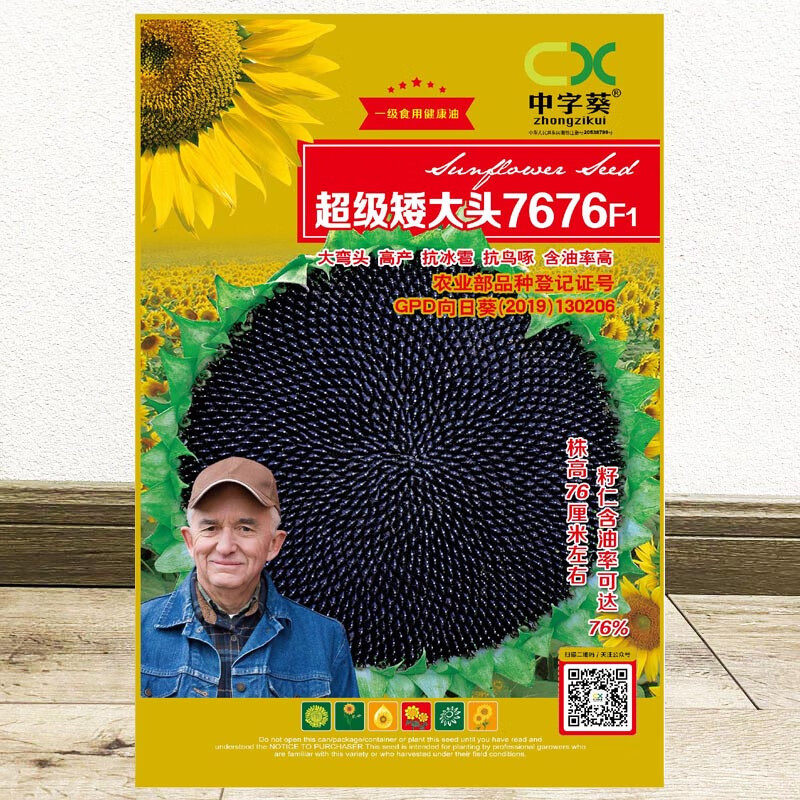 红人迷矮大头油葵种子食用向日葵种子矮生葵花种籽大粒瓜籽庭院盆栽