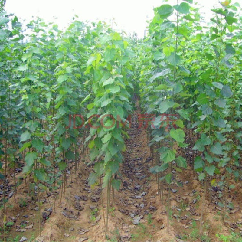 堰头村白杨树苗 2025白杨速生杨 扦插苗 杨树条杨树苗107 108速生 1