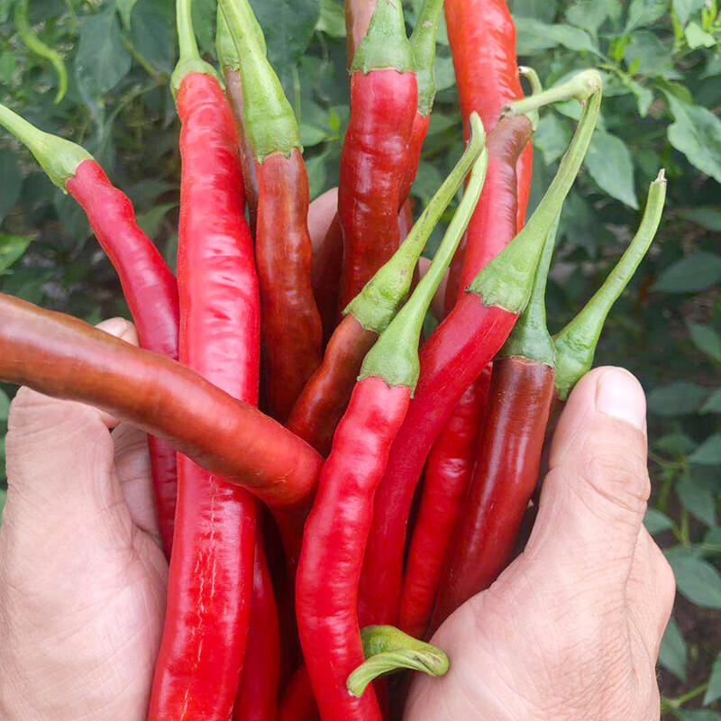 新鲜红二荆条红辣椒新鲜5斤斤农家自种泡椒剁椒酱原料 1斤 1斤
