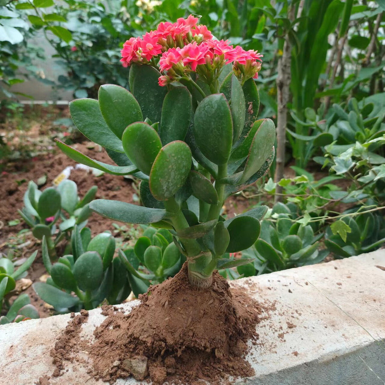 素蜜大叶玉树老桩盆栽开花盆景室内客厅耐旱植物绿植花卉室内 红花
