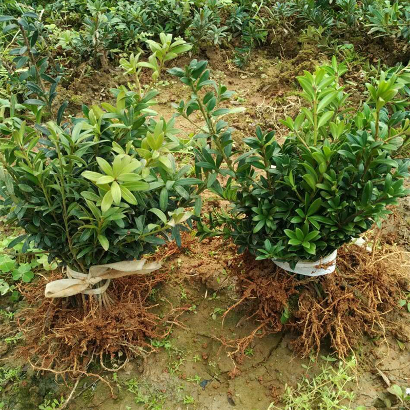 基地直销罗汉松树苗盆栽 米叶罗汉雀舌罗汉松小苗绿植盆栽盆景苗 曼地