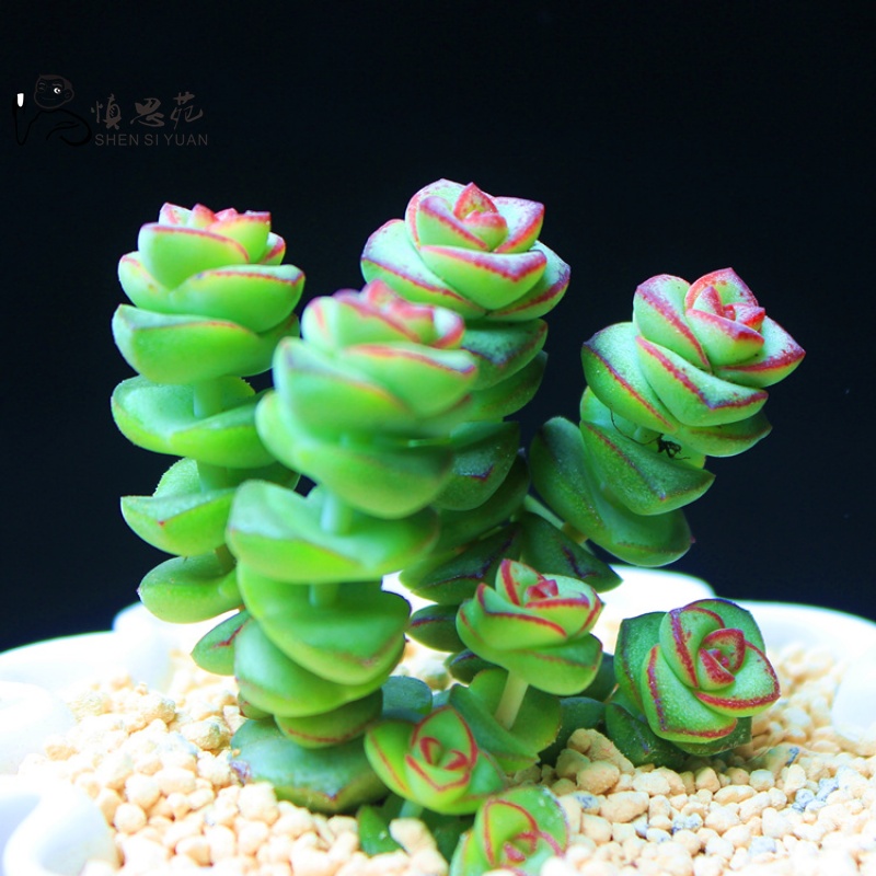 仟草集多肉植物 红宝石 多肉绿植花卉美观盆栽 多肉盆栽肉肉花卉 钱串