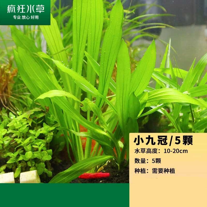 疯狂水草 水草活体鱼缸造景植物蜈蚣草懒人阴性前后景 新手推荐-小九冠（5颗）怎么样,好用不?