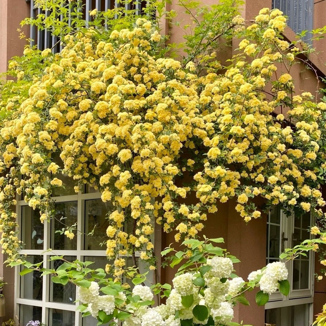 欧博 四季红木香花苗甜蜜木香花爬藤植物盆栽地栽月季蔷薇科攀援花卉