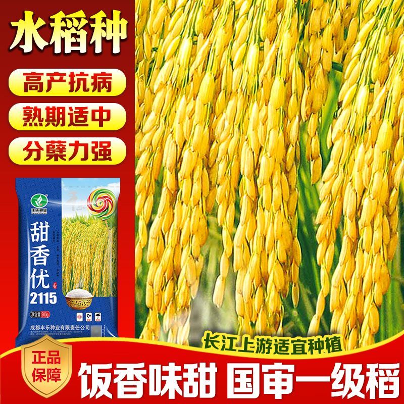 细辛甜香优2115高产水稻种子抗病抗倒大穗大粒高产稻国审籼型 甜香优