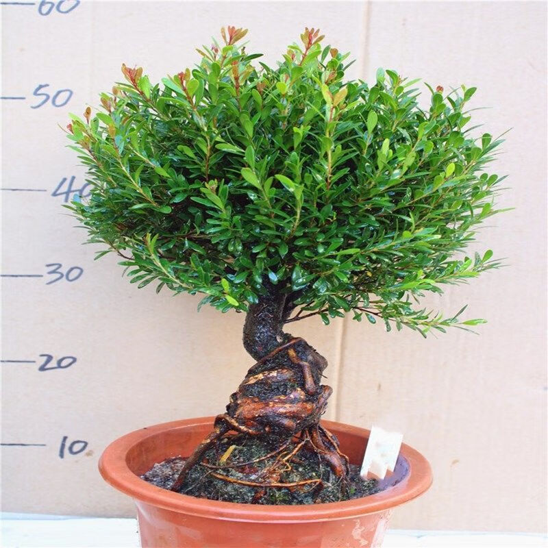 小叶赤楠大棵盆栽老桩耐寒耐热四季常青清香木胡椒木阳台室外好养