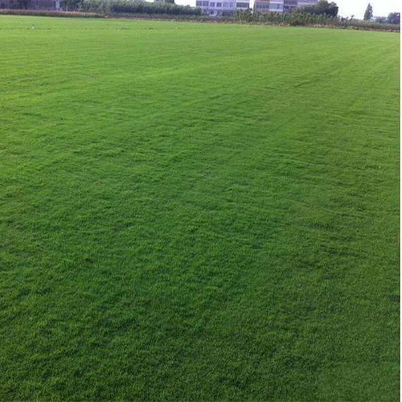 花友秀进口原装蓝标多年生黑麦草草坪种子深绿密度高细叶耐低修剪园林