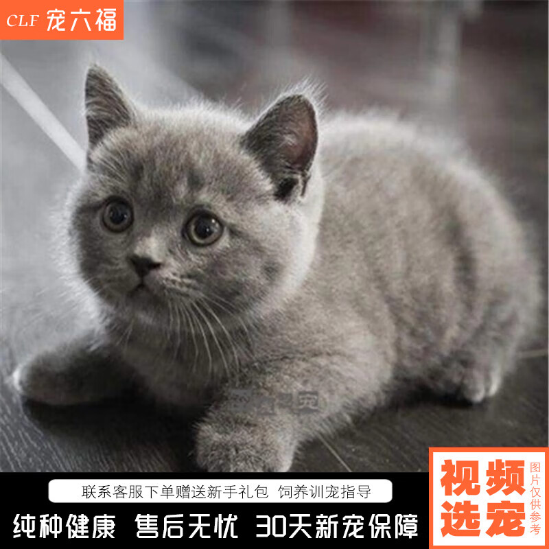 宠六福纯种英短蓝猫幼崽小猫活物宠物猫咪活体幼猫 宠物级 A级 公