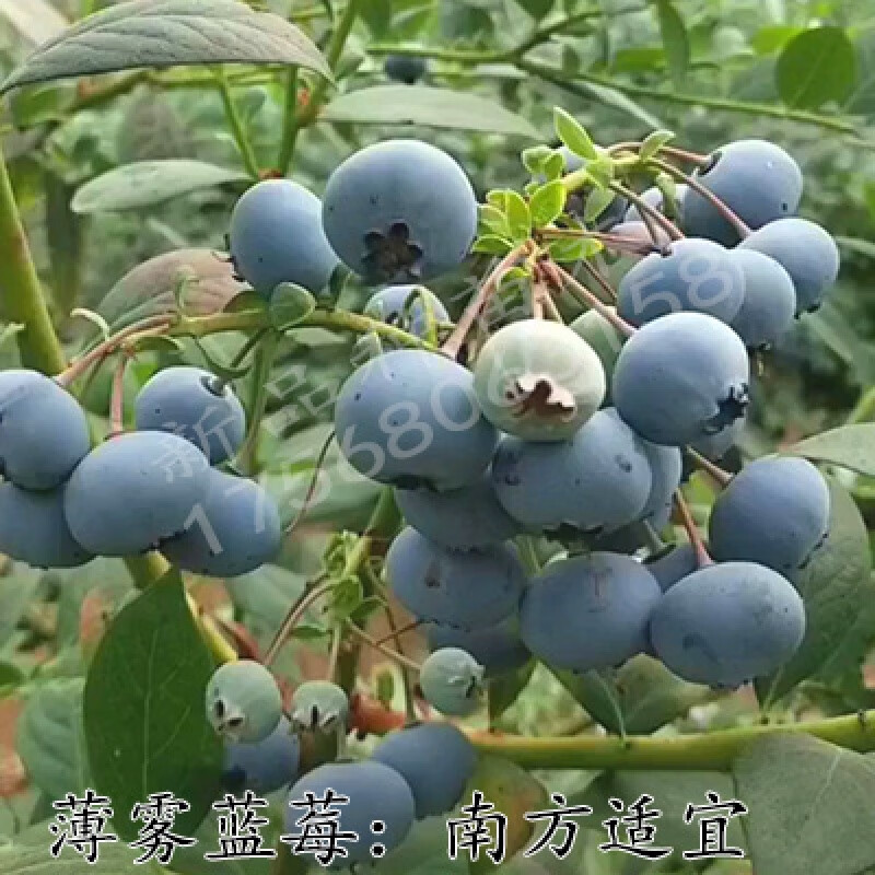 怎么看京东苗木商品历史价格|苗木价格历史