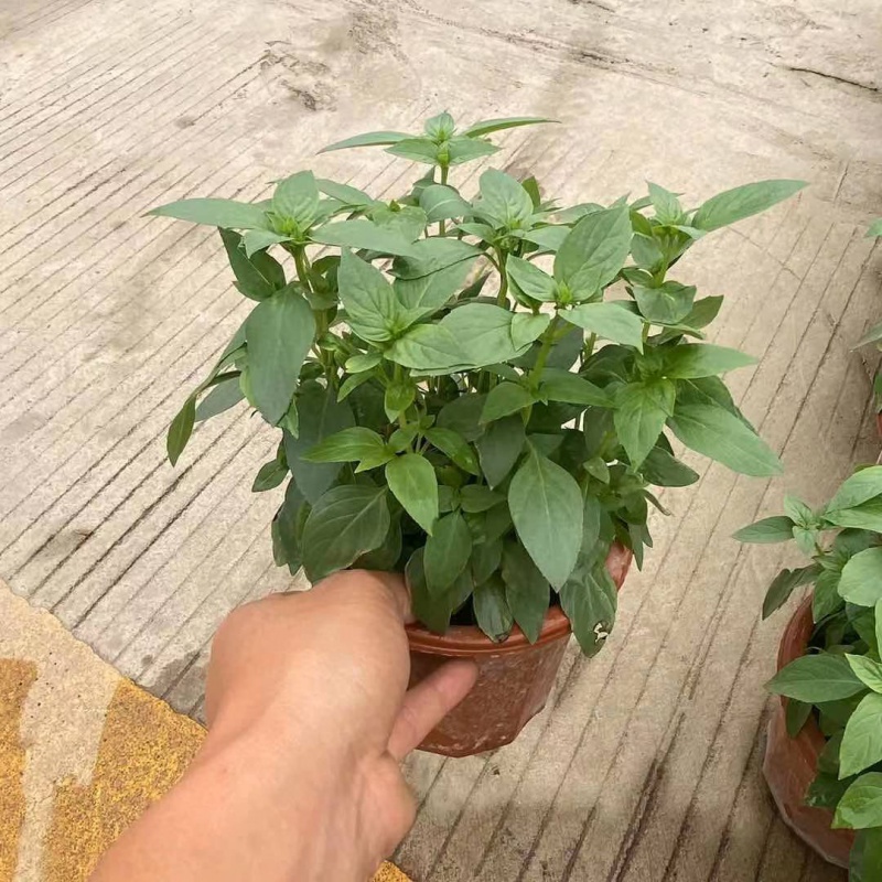 喵小杏厨房食用九层塔潮汕金不换盆栽罗勒植物香料新鲜甜罗勒苗 潮汕
