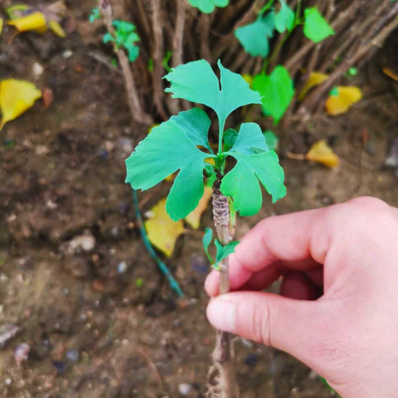 银杏树活苗大树小苗庭院盆栽老桩盆景金叶大树苗别墅大型北方种植