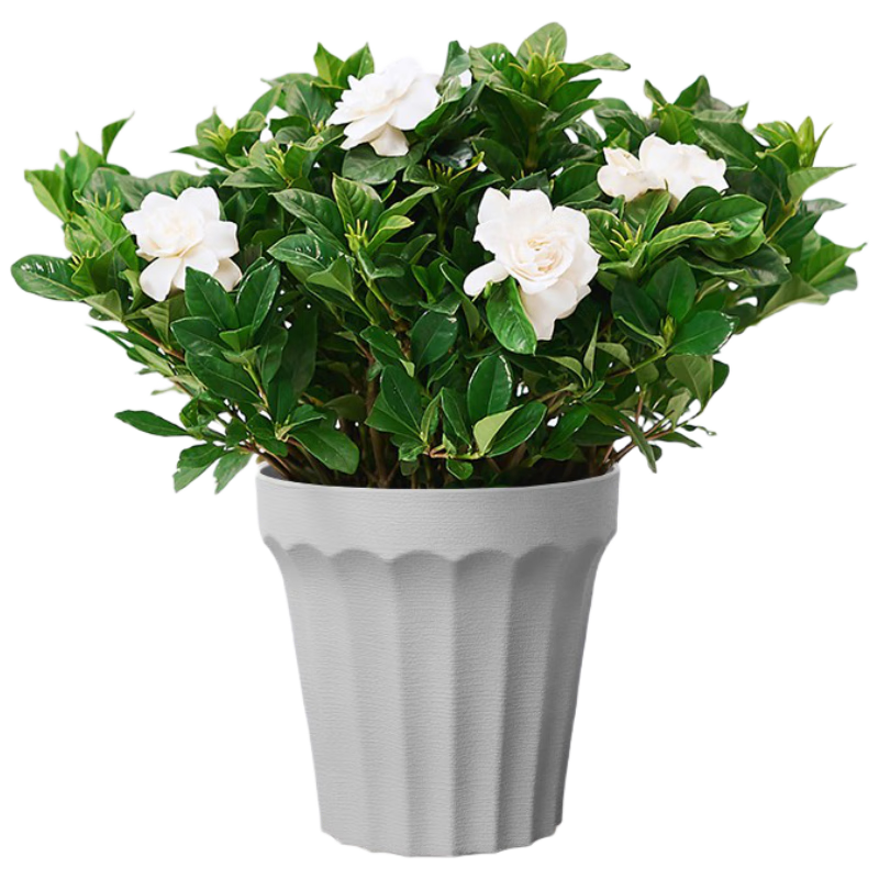 ���������ӻ�С��������Ũ�㻨����ֲ�ļ�����������Դͷֱ��