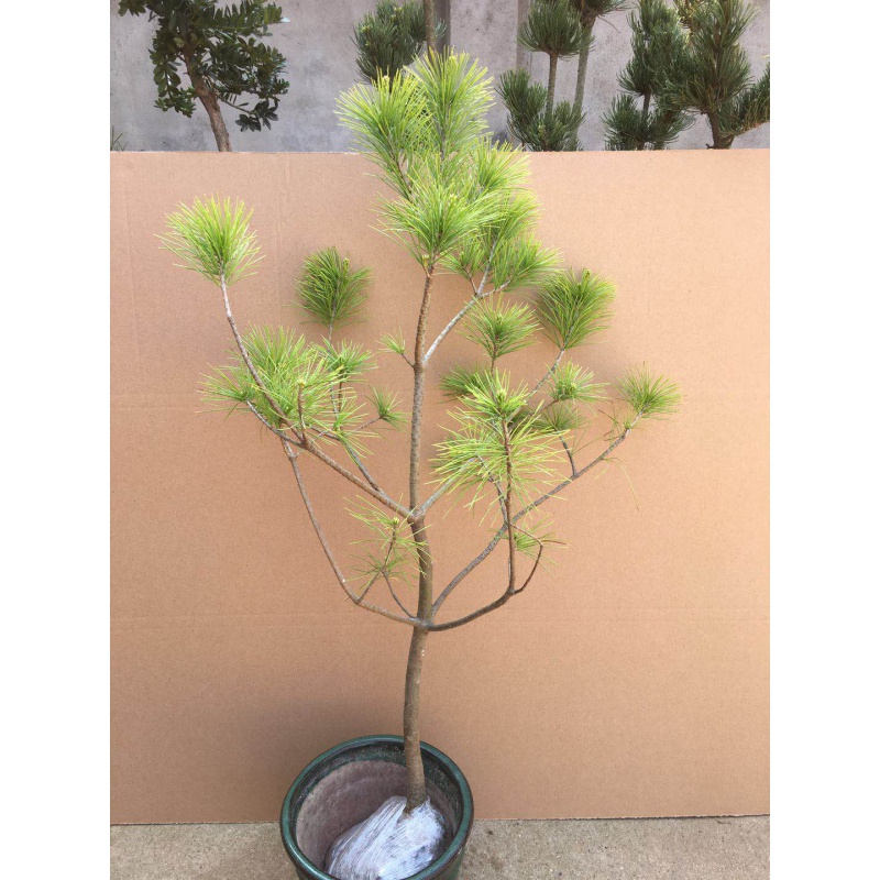 华山松树苗华山松苗迎客松大阪松小苗五针松盆景造型素材苗圃直销 20