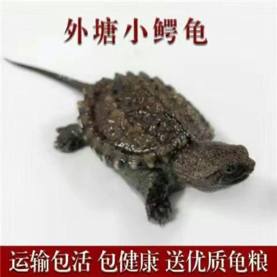 小鳄龟苗子纯佛原种佛鳄爆刺凶猛精品野佛北美鳄龟小宠物肉食活体 3-4