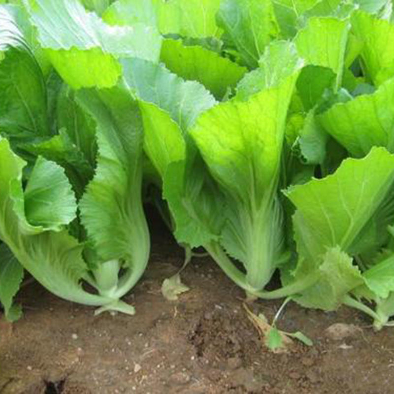 贵州青菜新鲜包心芥菜现摘宽邦大叶芥菜四季蔬菜泡酸菜原料大苦菜 3斤