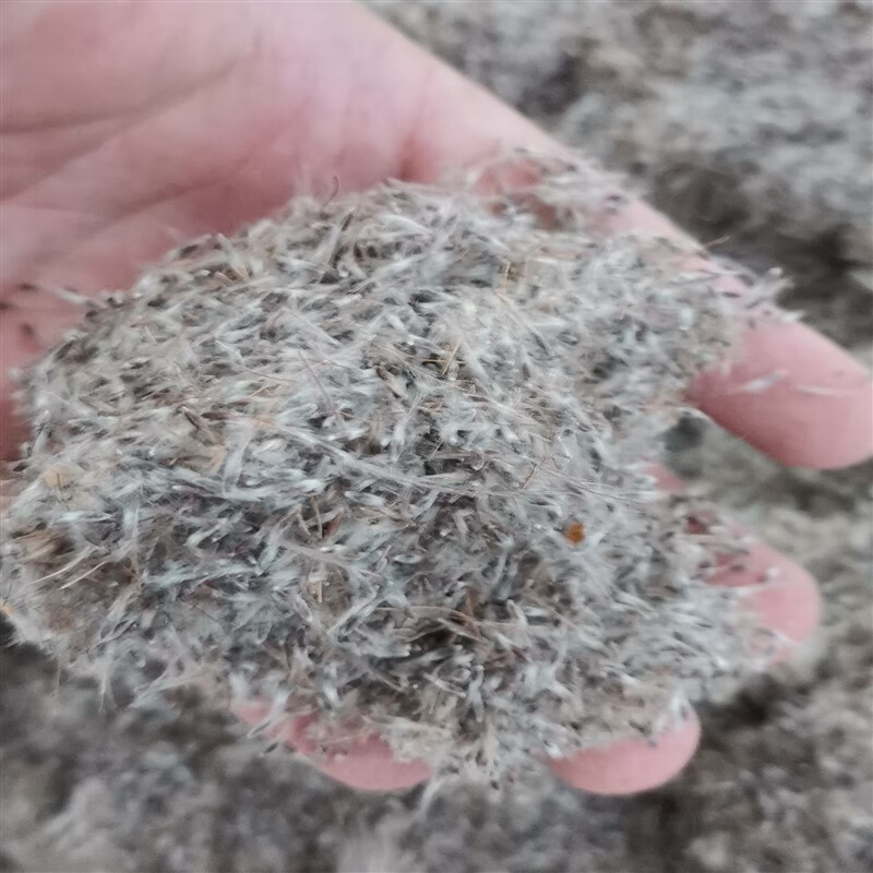 芗苒白头翁种子四季苗播种用种籽籽 白头翁种子一斤