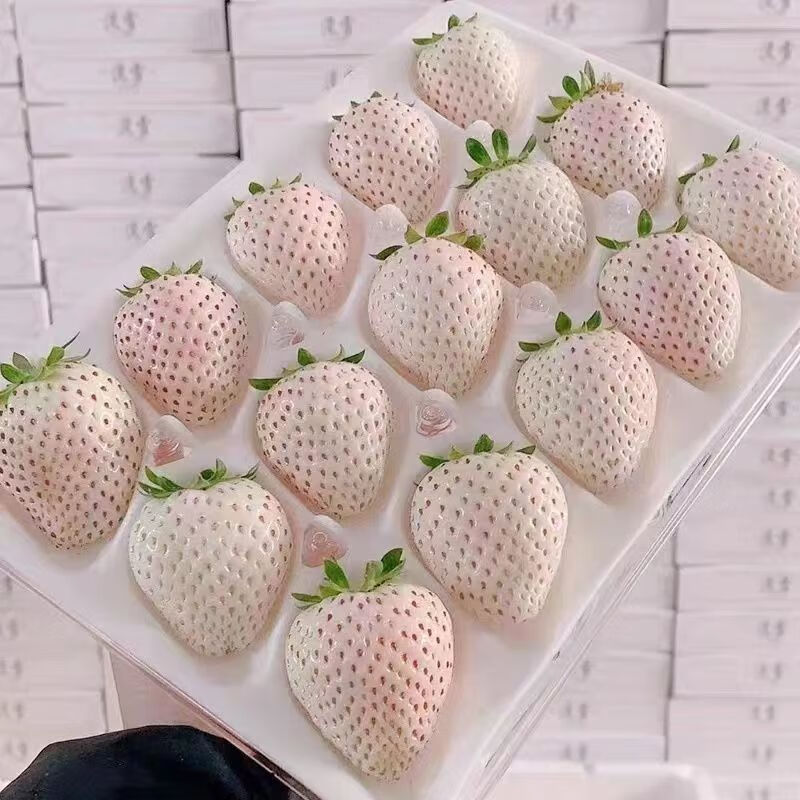曲迪淡雪草莓白色恋人白草莓礼盒当季新鲜水果产地 250g 20颗 1盒 淡雪草莓高性价比高么？