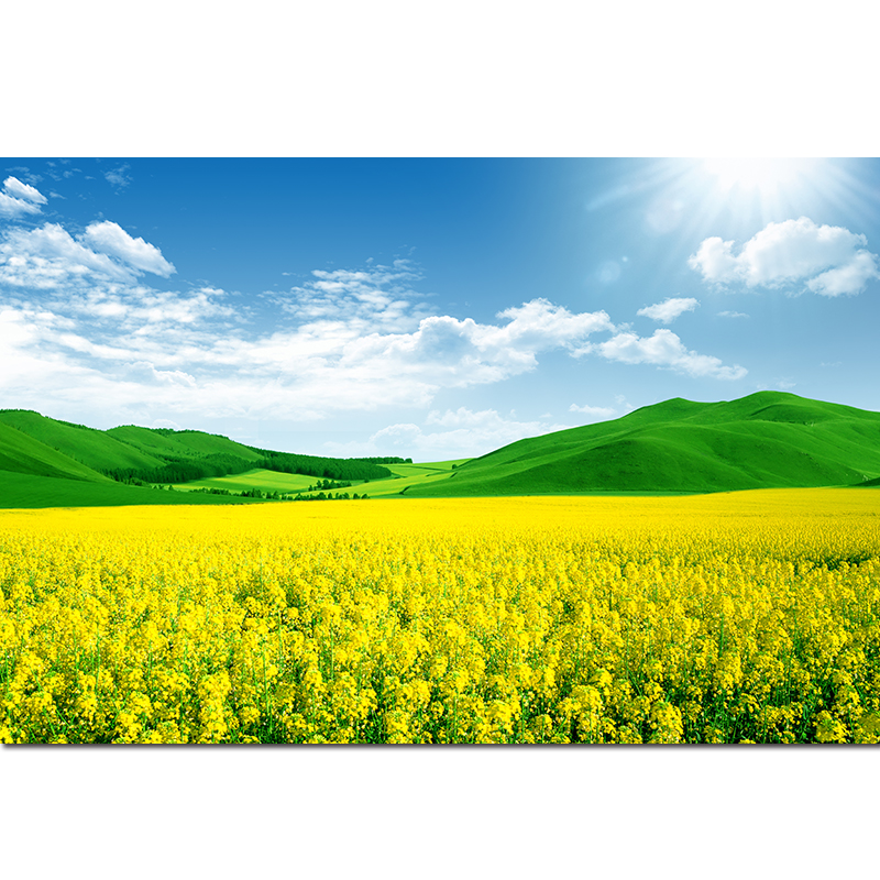 芸苔油菜花田园风风景画蓝天白云草地油画植物花卉客厅卧室装饰画 f2