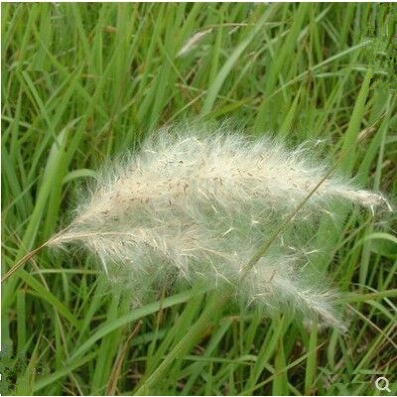 硕雅园艺  野生茅草花 白茅根草花 白茅草种子 白茅花 丝茅花 白茅根