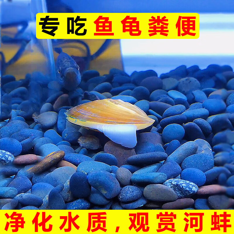 墨一專吃魚屎糞便黃金小河蚌河蜆淡凈水觀賞螺鮮活物黑金剛貝殼活體 3-6厘米1個【黃金小河蚌】