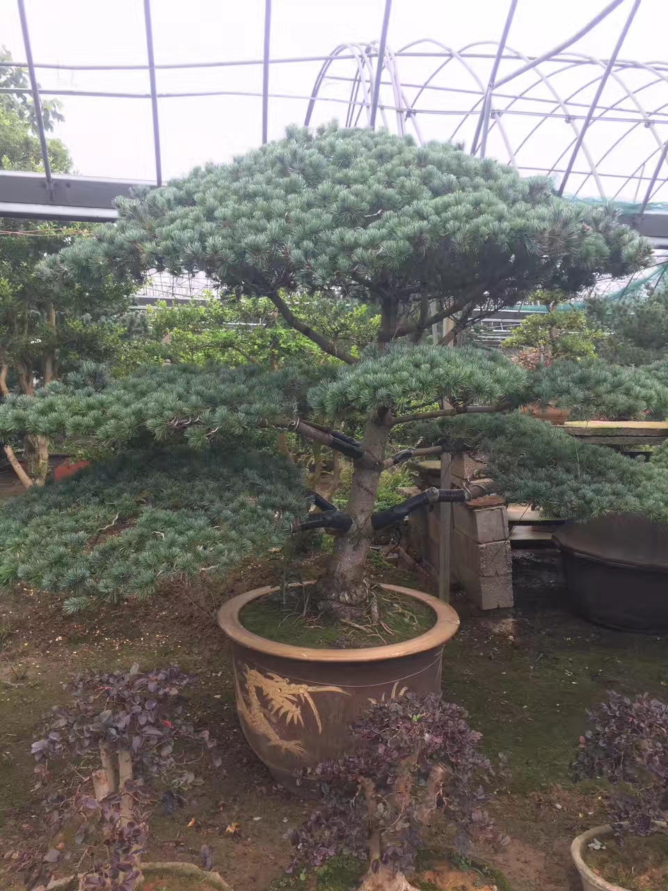 仟草集大型迎客松盆景植物大树桩耐寒造型松树四季常青室外真树庭院