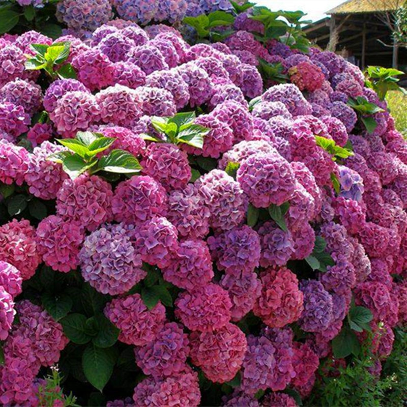 耐寒老桩无尽夏花苗盆栽八仙花大花卉室内花阳台庭院植物 爆米花 4年