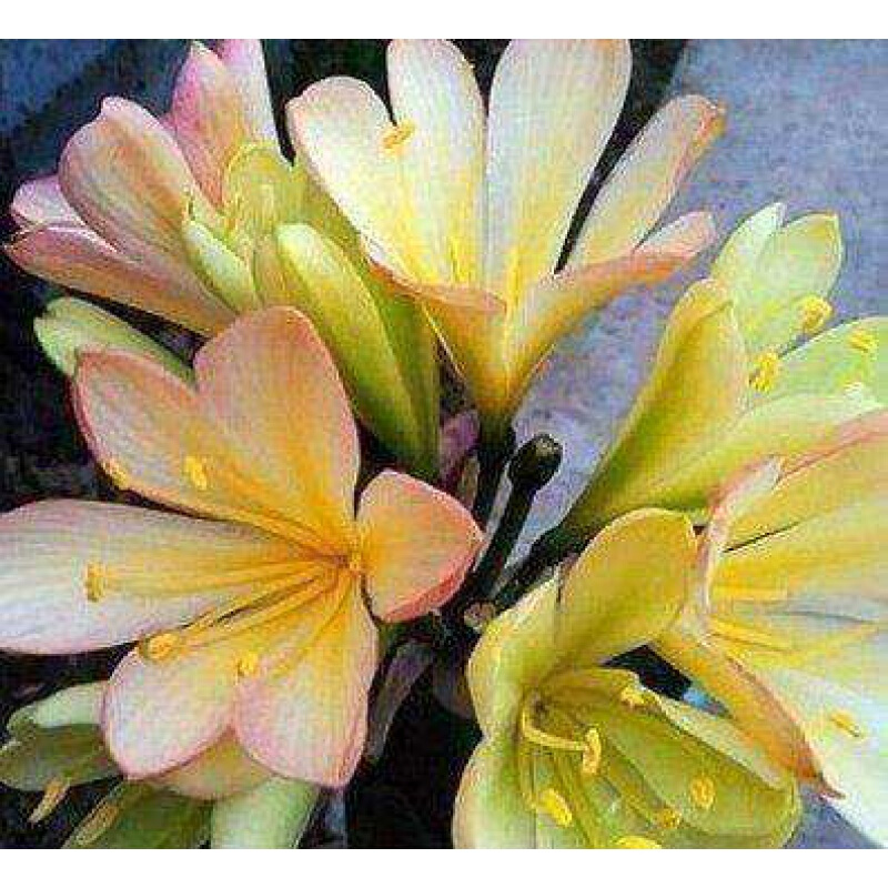 芗苒君子兰花苗元帅君子兰绿花君子兰盆栽花卉植物阳台植物含育苗盆